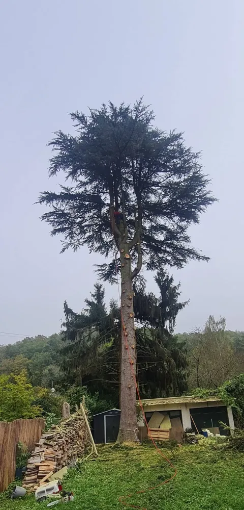 elagage d arbre (5)