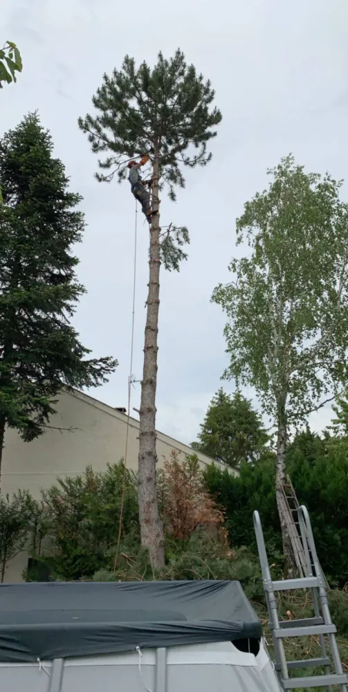 elagage d arbre (6)