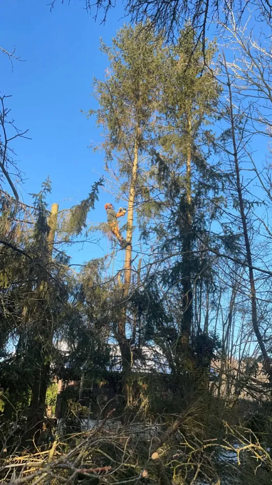 elagage d arbre (7)