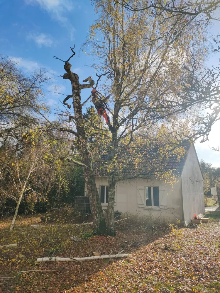 elagage d arbre (1)