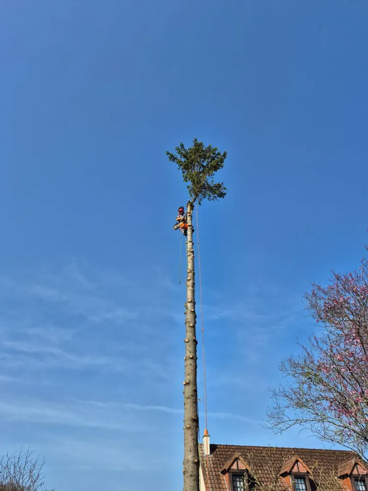 elagage d arbre (2)